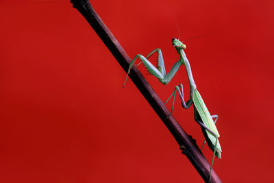 Close-up of insect on red wall