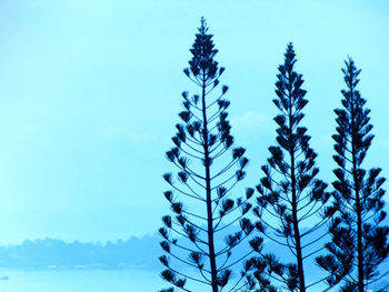 Low angle view of tree against sky during winter