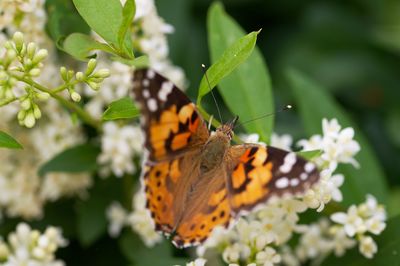 Close-up of butterfly pollinating on flower