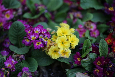 Close-up of purple flowers blooming outdoors