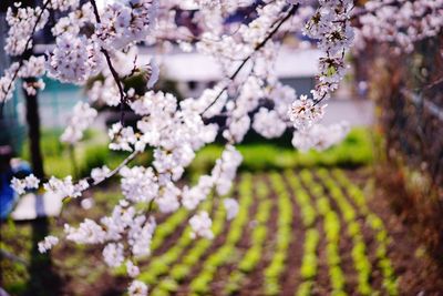 Close-up of cherry blossoms