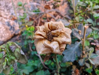 Close-up of wilted rose plant