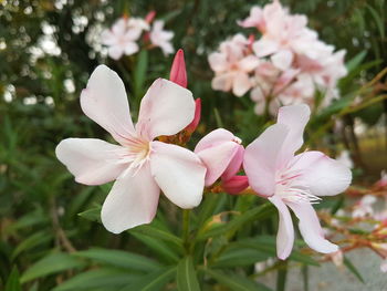 Close-up of pink flowers