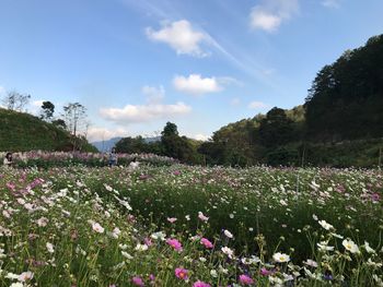 Scenic view of flowering plants on field against sky