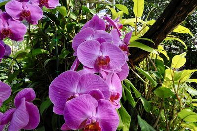 Close-up of purple flowers