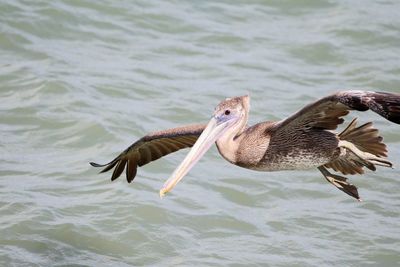 Close-up of pelican flying over lake