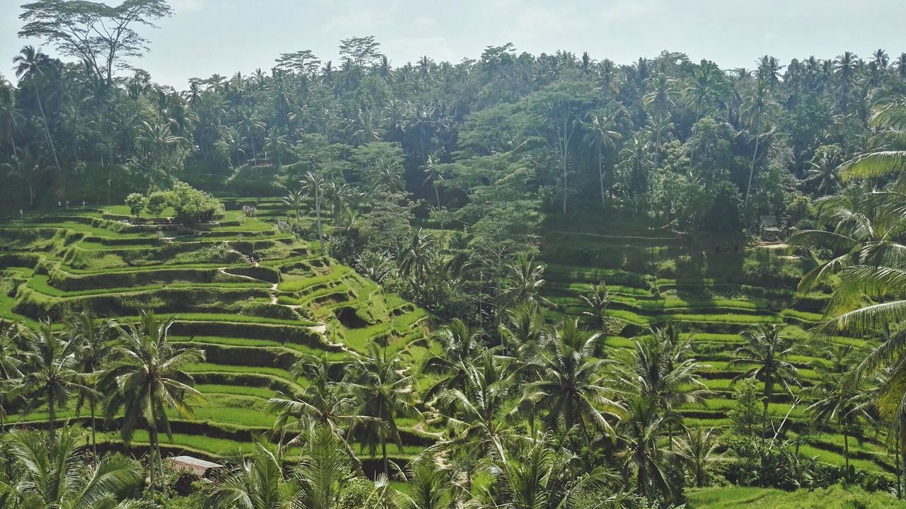 tree, growth, tranquil scene, tranquility, green color, nature, scenics, beauty in nature, lush foliage, rural scene, plant, non-urban scene, travel destinations, water, green, outdoors, day, vacations, woodland, sky, tourism, solitude, agriculture, remote, tree area, no people