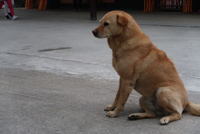 Dog sitting on footpath