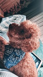 dog