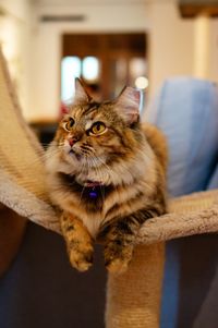 Cat looking up while relaxing on scratching post at home