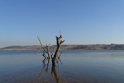 Bare tree on shore against clear sky