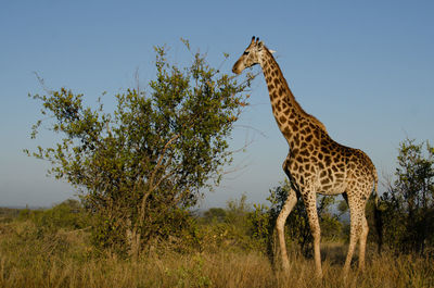 Giraffe in the wild, east africa