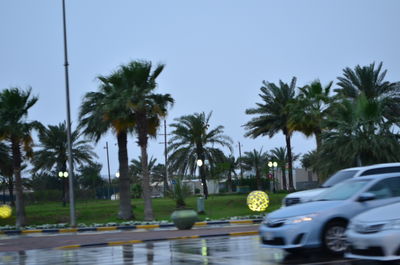 Palm trees by road