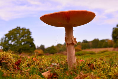 Close-up of mushroom growing on field