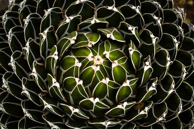 Close-up of fresh green plant