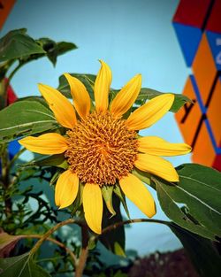 Close-up of sunflower on plant