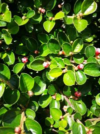 Close-up of fresh green plants