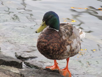 Close-up of mallard duck on the lake