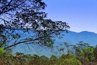 Low angle view of trees against clear blue sky