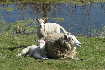 Sheep on the lake