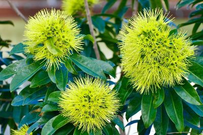 Close-up of yellow flowers