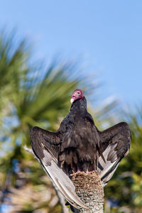 Low angle view of eagle perching on branch