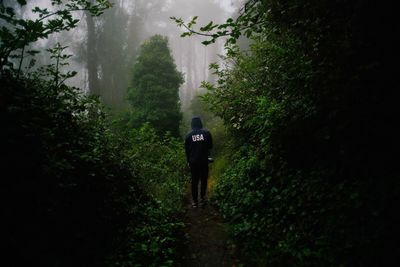 Rear view of man walking on trail amidst plants in forest during foggy weather