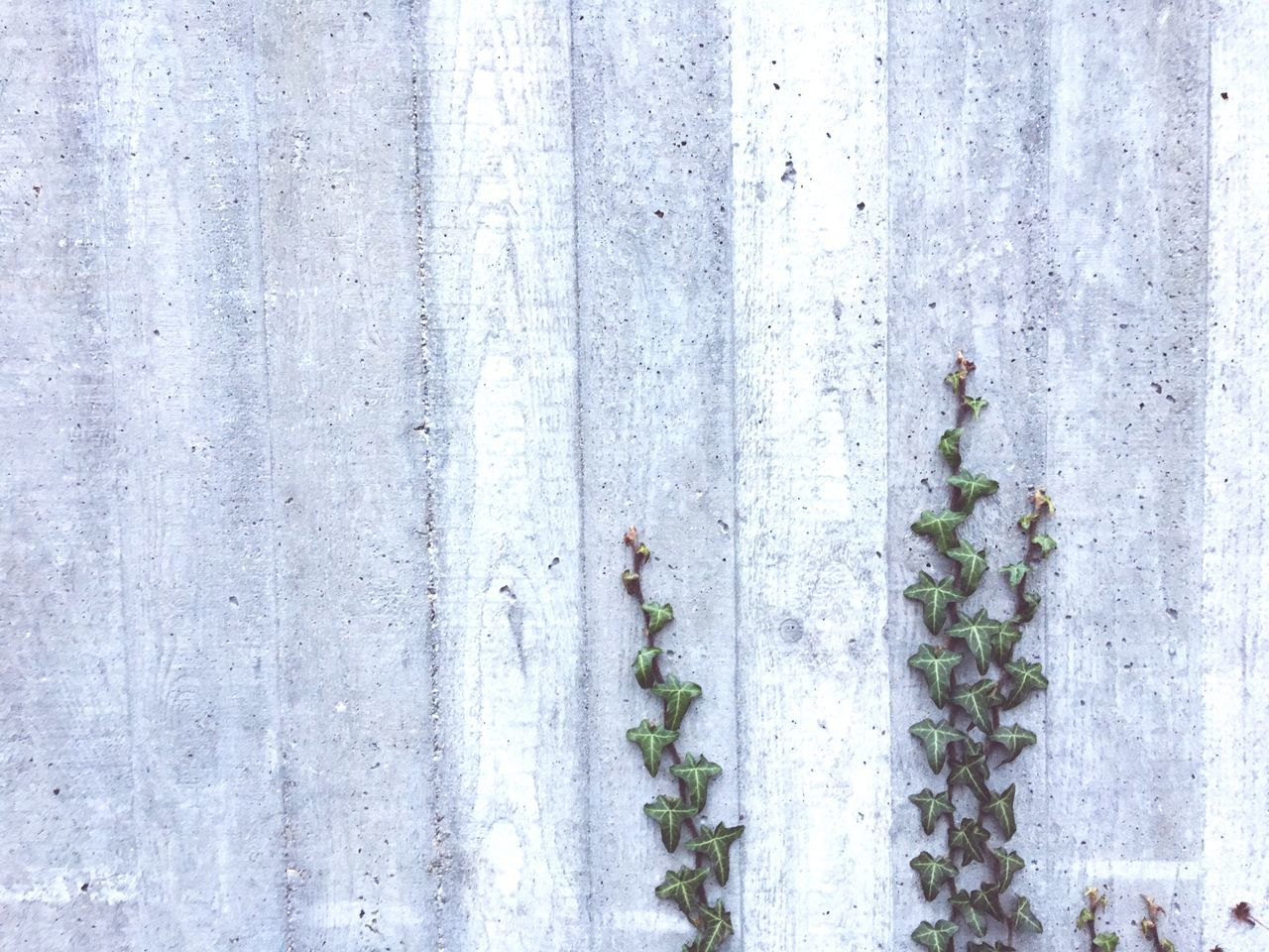 Ivy on concrete