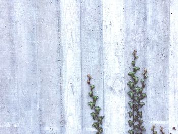 Close-up of weathered wall