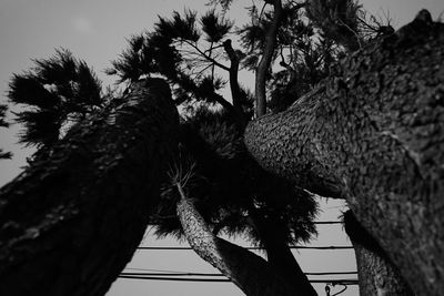 Low angle view of palm tree against sky