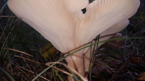 Close-up of white flower