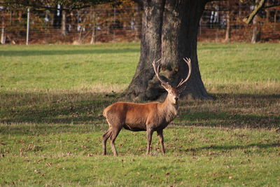 Deer standing in a field