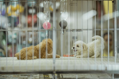 Dogs relaxing in cage