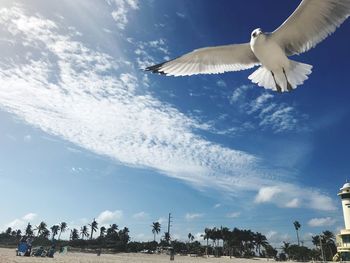 Low angle view of bird flying against sky