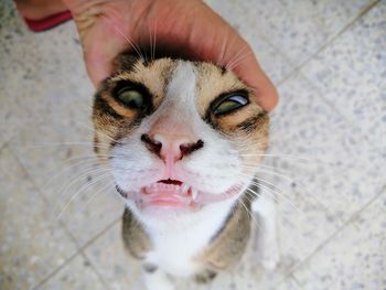 High angle view of cat with hand on floor