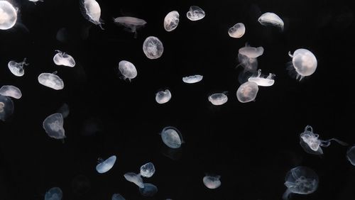 Close-up of jellyfish against black background
