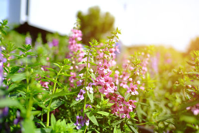Close-up of purple flowering plants on field