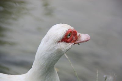 Close-up of a bird