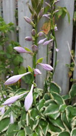 Close-up of flower blooming outdoors