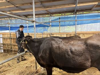 Side view of cow on field