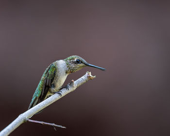 Close-up of bird perching on twig