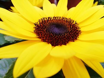 Close-up of sunflower