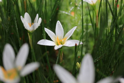 Close-up of white crocus flowers on field