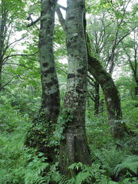 Low angle view of tree in forest