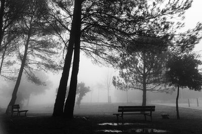 Trees on landscape