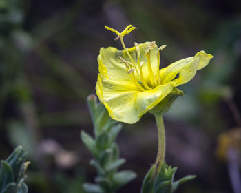 A yellow flower. 