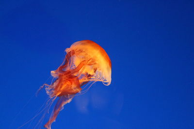 Low angle view of jellyfish swimming in aquarium