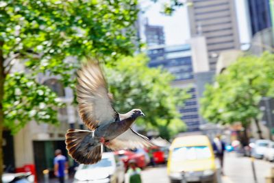 Bird flying over a city