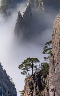 Trees growing on rock against sky