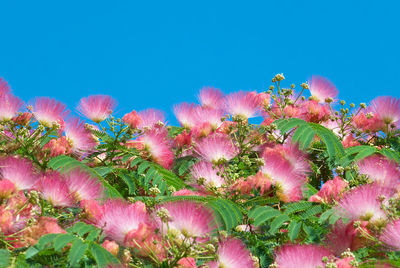 Close-up of pink flowering plants on field against sky